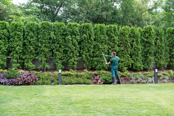 Reliable Gaithersburg, MD Tree Removal Solutions