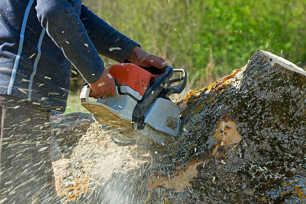 How Our Tree Care Process Works  in  Gaithersburg, MD